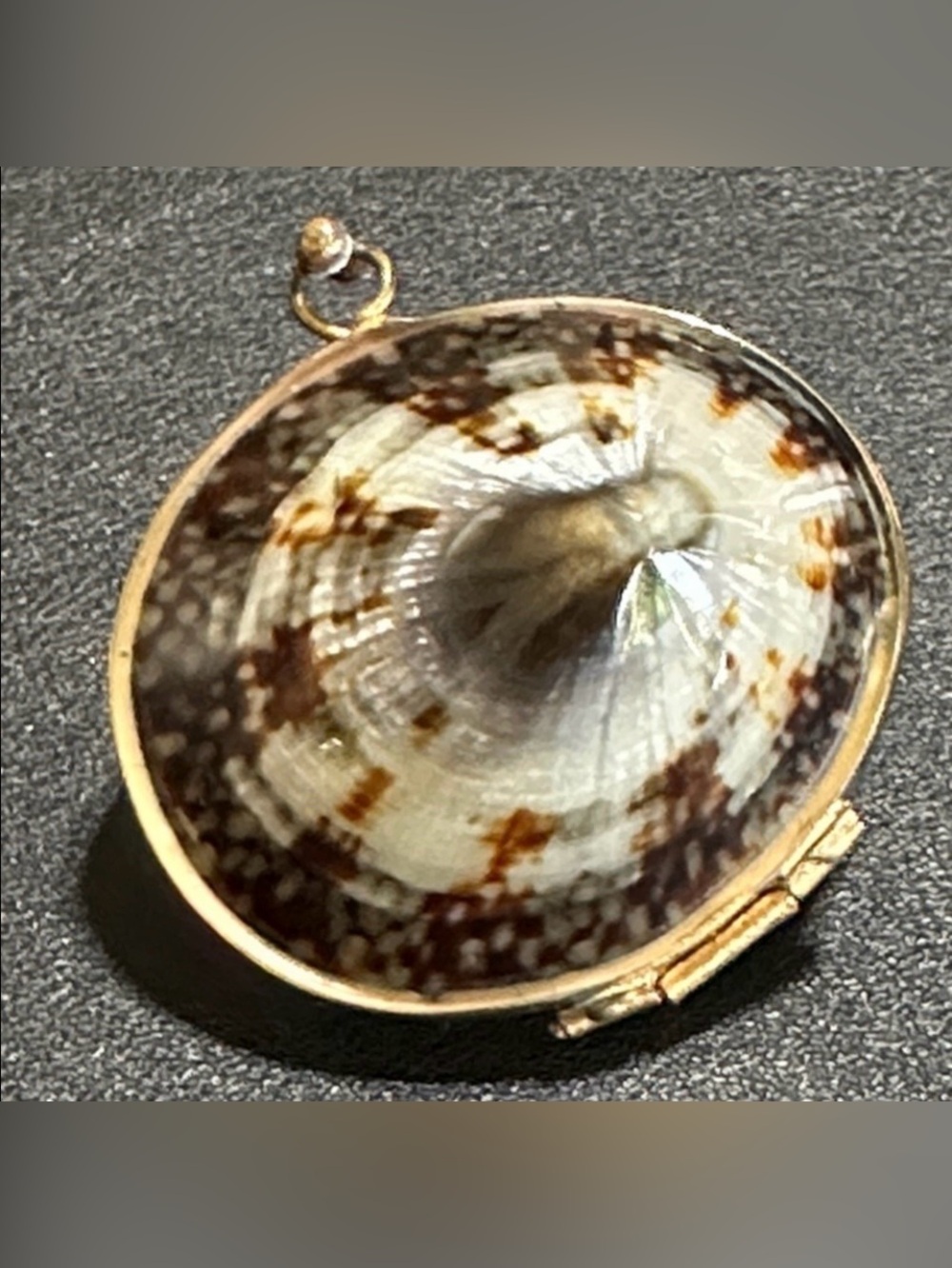 Limpet Shell Vintage Hinged Trinket Box